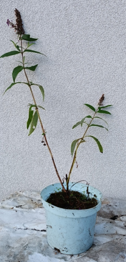 Budleja davida 