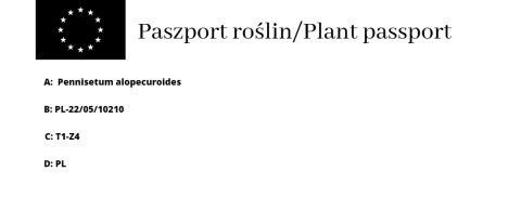 Rozplenica japońska "Hameln" C2 Rozplenica japońska "Hameln" C2