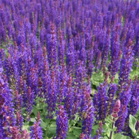 Szałwia Omszona "Blue Bouquetta" P11 Szałwia Omszona "Blue Bouquetta" P11
