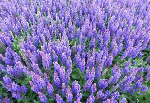 Szałwia Omszona "Blue Bouquetta" P11 Szałwia Omszona "Blue Bouquetta" P11