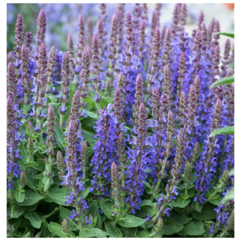 Szałwia Omszona "Blue Bouquetta" P11 Szałwia Omszona "Blue Bouquetta" P11