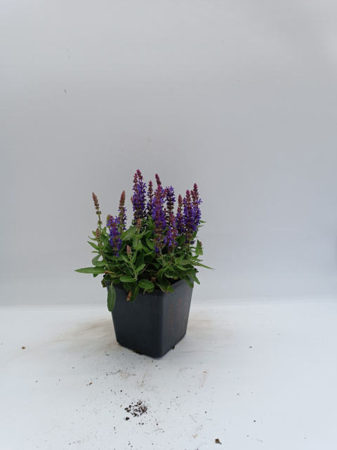 Szałwia Omszona "Blue Bouquetta" P11 Szałwia Omszona "Blue Bouquetta" P11