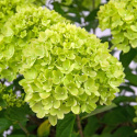 [ML] 40x Hortensja bukietowa "Limelight" P9 Zestaw