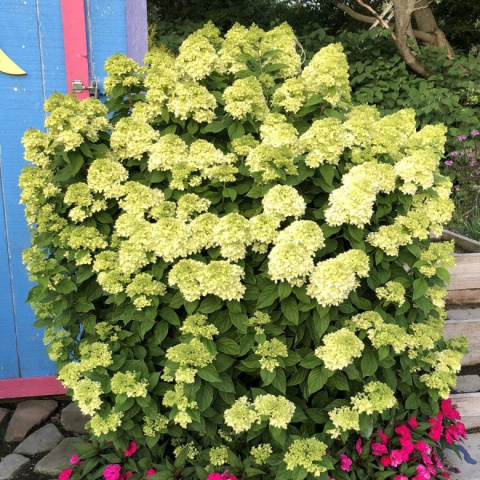 [ML] 20x Hortensja bukietowa "Little lime" P9 Zestaw