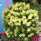 [ML] 20x Hortensja bukietowa "Little lime" P9 Zestaw