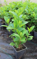 [ML] 40x Hortensja bukietowa "Little lime" P9 Zestaw
