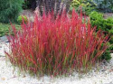 [ML] 40x Imperata Cylindryczna "Red Baron" P9 Zestaw