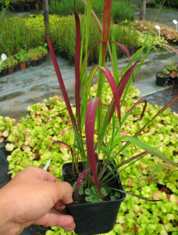 [ML] 40x Imperata Cylindryczna 