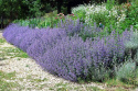 [ML] 20x Kocimiętka Nepeta P9