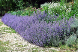[ML] 40x Kocimiętka Nepeta P9