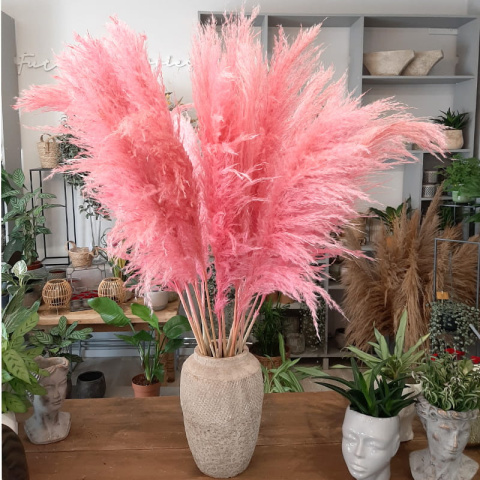 Trawa Pampasowa "Roze Pluim" P9 Trawa Pampasowa "Roze Pluim" P9