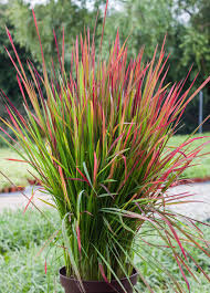 [ML] 40x Imperata Cylindryczna 