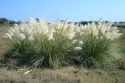 Trawa Pampasowa "Witte Pluim" P9