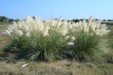 Trawa Pampasowa "Witte Pluim" P9 Trawa Pampasowa "Witte Pluim" P9