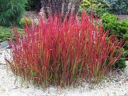 [ML] 20x Imperata Cylindryczna 