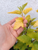 [ML] 40x Pęcherznica Kalinolistna "Luteus" P9