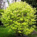 [ML] 40x Pęcherznica Kalinolistna "Luteus" P9
