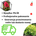 [ML] 40x Pęcherznica Kalinolistna "Luteus" P9