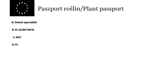 Rozchodnik okazały C2 Rozchodnik okazały C2