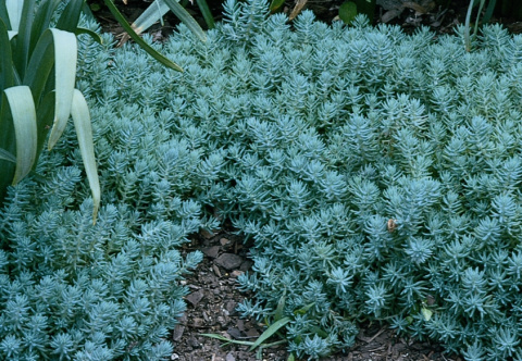 [SS] Rozchodnik "Blue Spruce" 0.6L