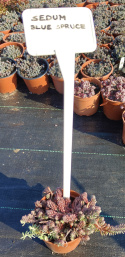 [SS] Rozchodnik "Blue Spruce" 0.6L